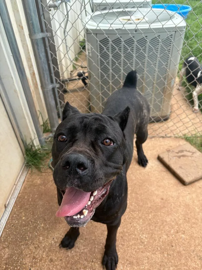 A young large-sized female Cane Corso dog named Cleopatra for adoption in Bossier City, LA