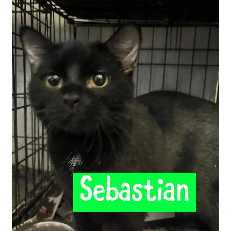 Sebastian
