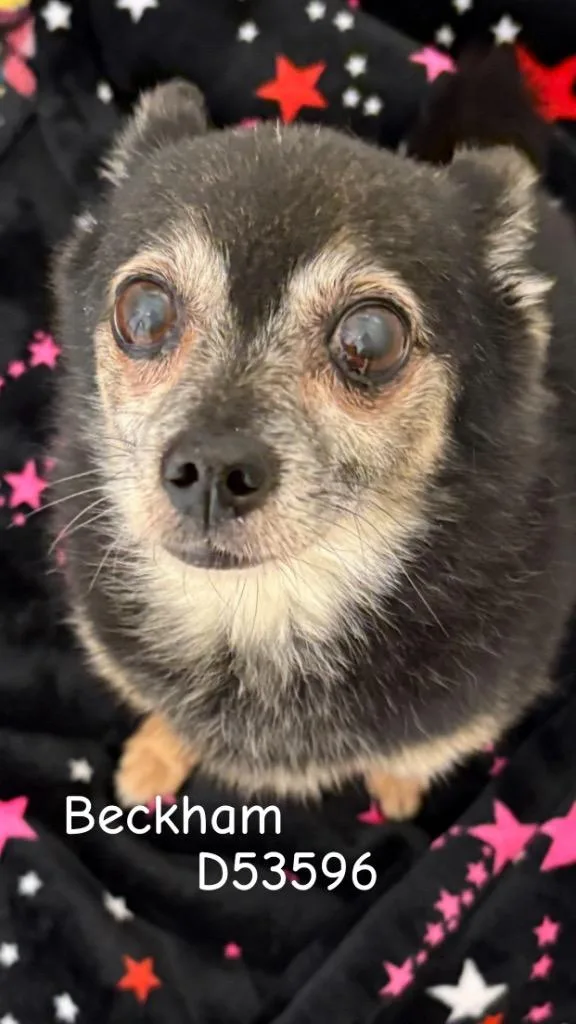 A senior small-sized male Chihuahua dog named Beckham for adoption in Clarksville, TN