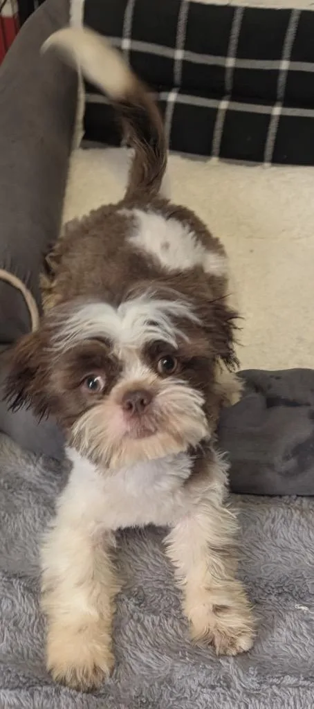 Costellomo Little Guy!