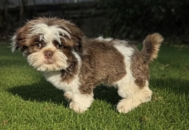 Costellomo Little Guy! thumbnail 3