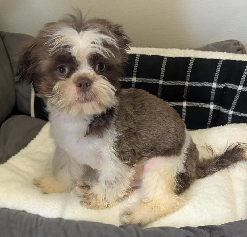 Costellomo Little Guy! thumbnail 4