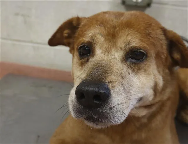 A senior large-sized male Mixed Breed dog named Digger for adoption in Columbia, SC