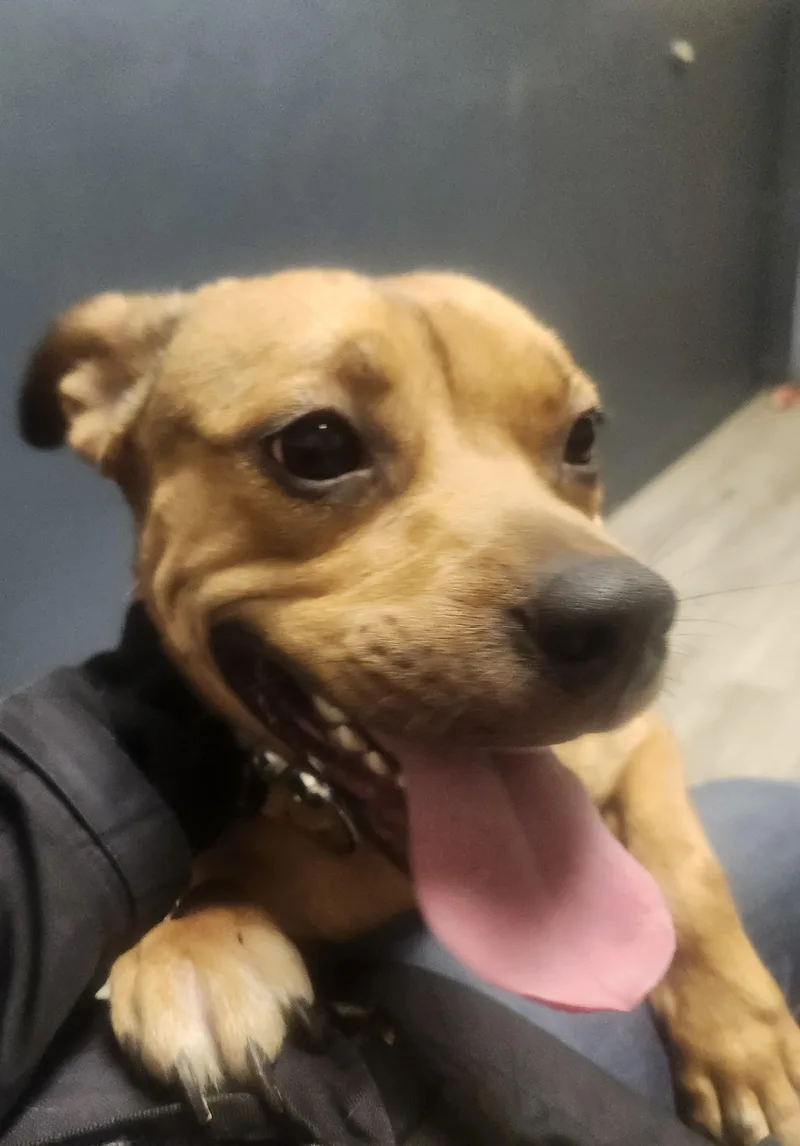 A young medium-sized female Yellow / Tan / Blond / Fawn Pit Bull Terrier dog named Marnie for adoption in Mansfield, OH