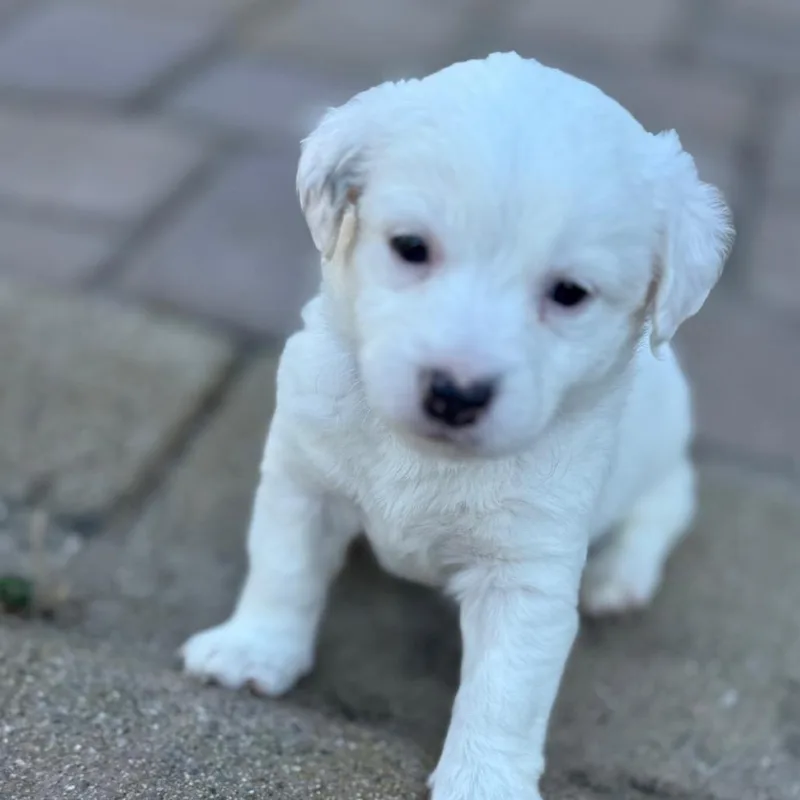 A baby small-sized male White / Cream West Highland White Terrier / Westie dog named Lord Wigglebottom for adoption in San Diego, CA