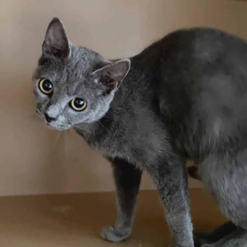 A young medium-sized female Gray / Blue / Silver Domestic Short Hair cat named Craisin for adoption in Brownsboro, AL
