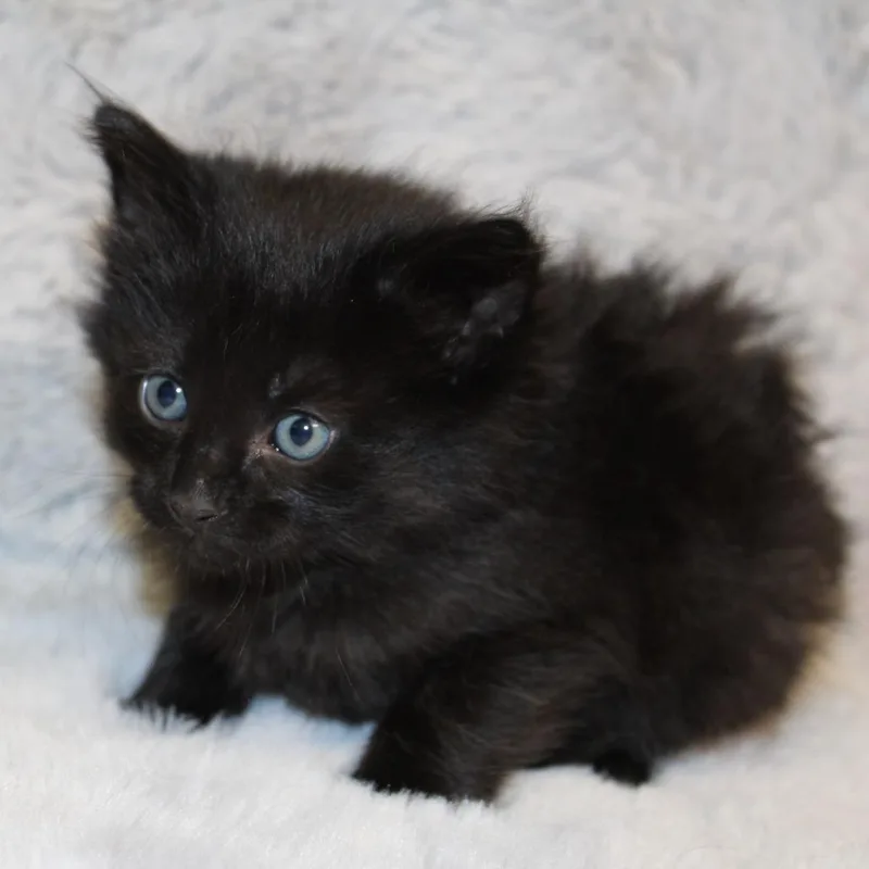 A baby small-sized male Black Domestic Long Hair cat named Lord Bergamot for adoption in Auburn, AL