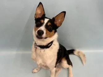 A young small-sized male Australian Cattle Dog / Blue Heeler dog named Maverick for adoption in Golden Valley, MN