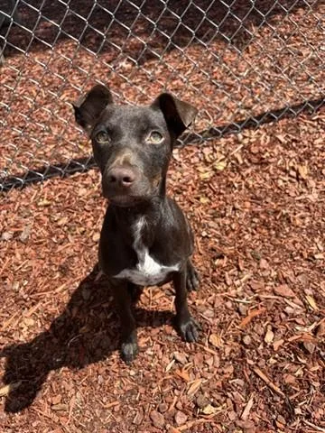 A young medium-sized female Chihuahua dog named Midge for adoption in Panama City, FL
