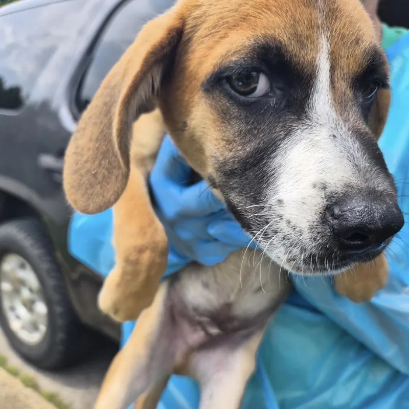 A baby small-sized male Brown / Chocolate Mixed Breed dog named CookieDough for adoption in Corinth, MS