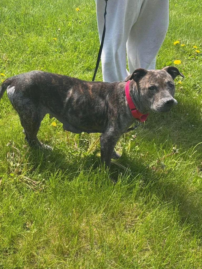 An adult medium-sized female Pit Bull Terrier dog named Nora for adoption in Sidney, NY