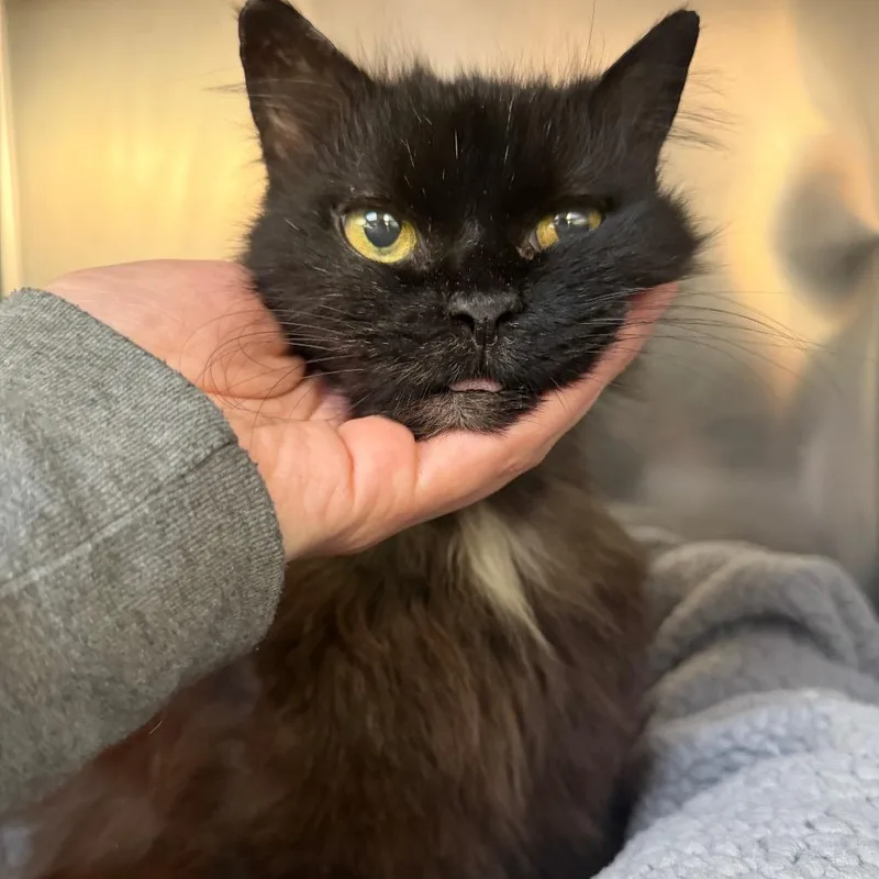 A senior medium-sized female Black Domestic Medium Hair cat named Chicken Patty for adoption in Perkiomenville, PA