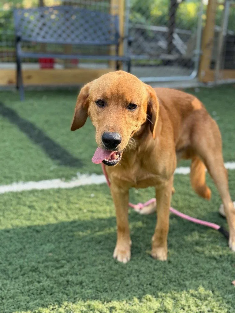 A young large-sized male Golden Retriever dog named Cole for adoption in Lovingston, VA