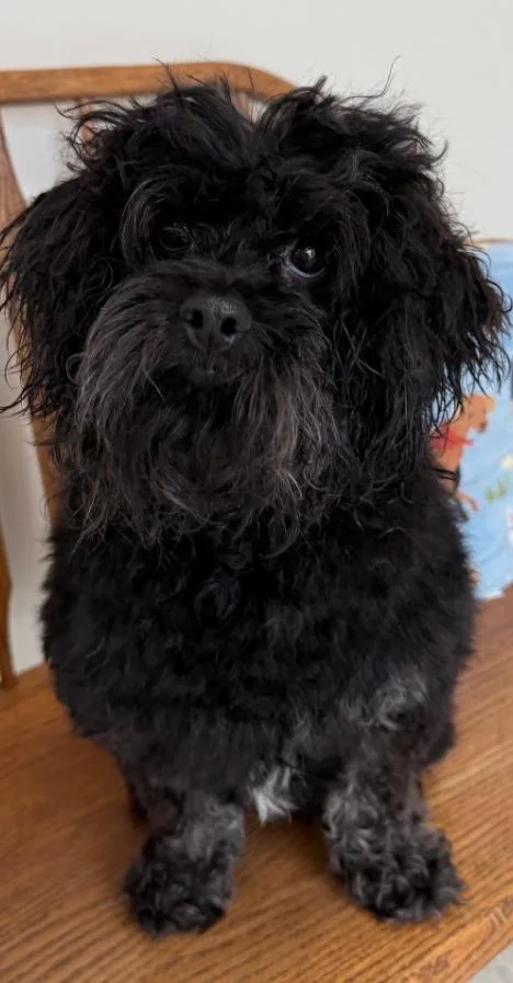 An adult medium-sized male Black Poodle dog named Chase for adoption in Homewood, IL