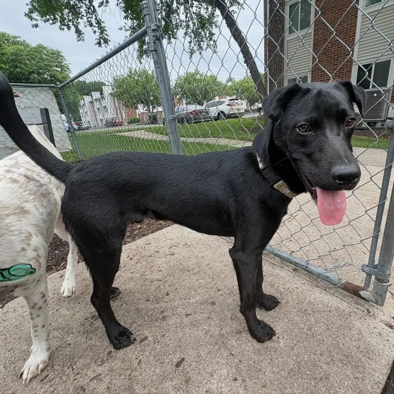 A baby medium-sized male Black Labrador Retriever dog named Nico for adoption in Baldwin, MD
