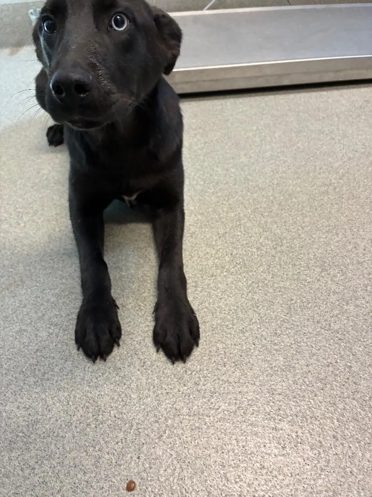 A baby medium-sized male Hound dog named Cruz for adoption in Bloomington, IN