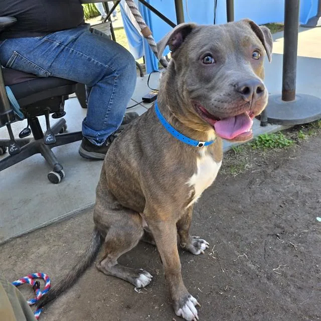 A young medium-sized male Pit Bull Terrier dog named Platypus for adoption in Long Beach, CA