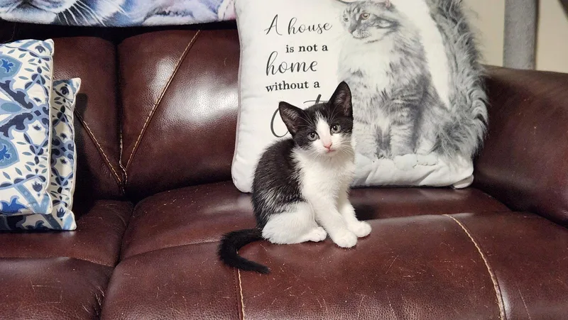 A baby medium-sized female American Shorthair cat named Pickles for adoption in Roanoke, AL