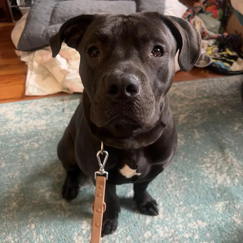 An adult large-sized male Black Mixed Breed dog named Lu FKA Blue Baloo for adoption in Vassalboro, ME