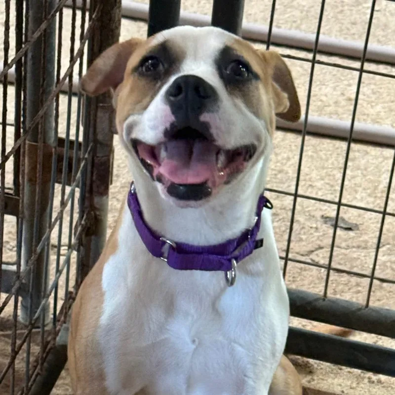 A baby medium-sized female Boxer dog named Seven for adoption in Natchitoches, LA