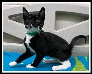 Severus