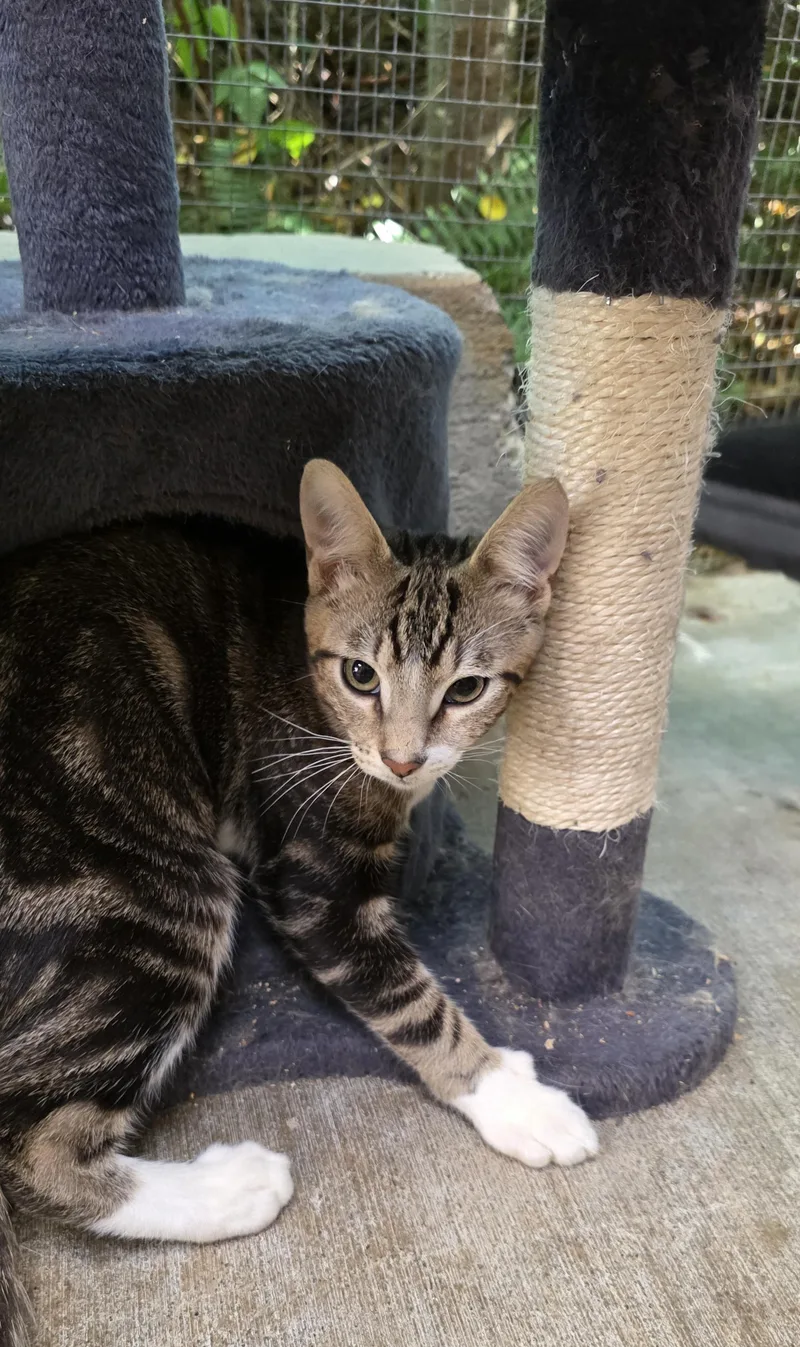 A young medium-sized male Tabby (Buff / Tan / Fawn) Domestic Short Hair cat named Bourbon for adoption in Quilcene, WA