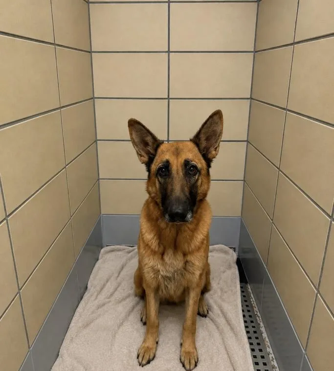 A young medium-sized female German Shepherd Dog dog named Iris for adoption in Houston, TX