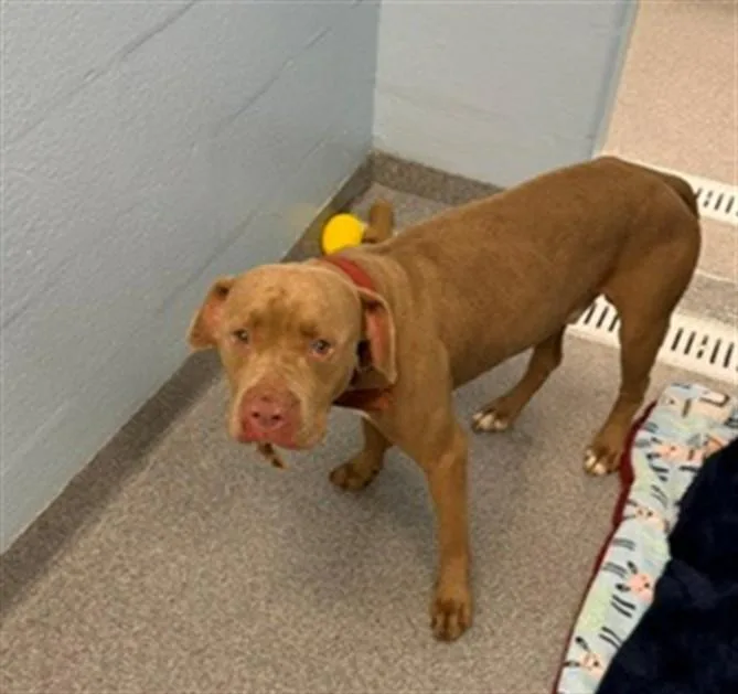 A young large-sized male Pit Bull Terrier dog named Kebab for adoption in Toledo, OH