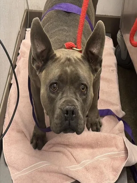 An adult large-sized female Pit Bull Terrier dog named Love for adoption in Tucson, AZ
