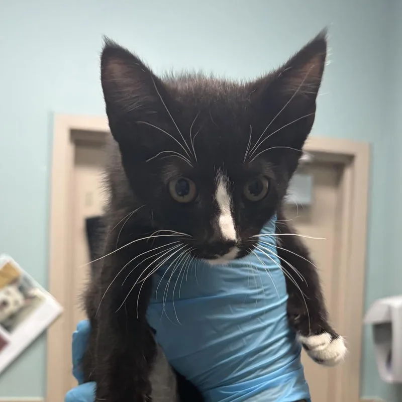 A baby small-sized male Black Domestic Short Hair cat named Daffodil for adoption in Tacoma, WA