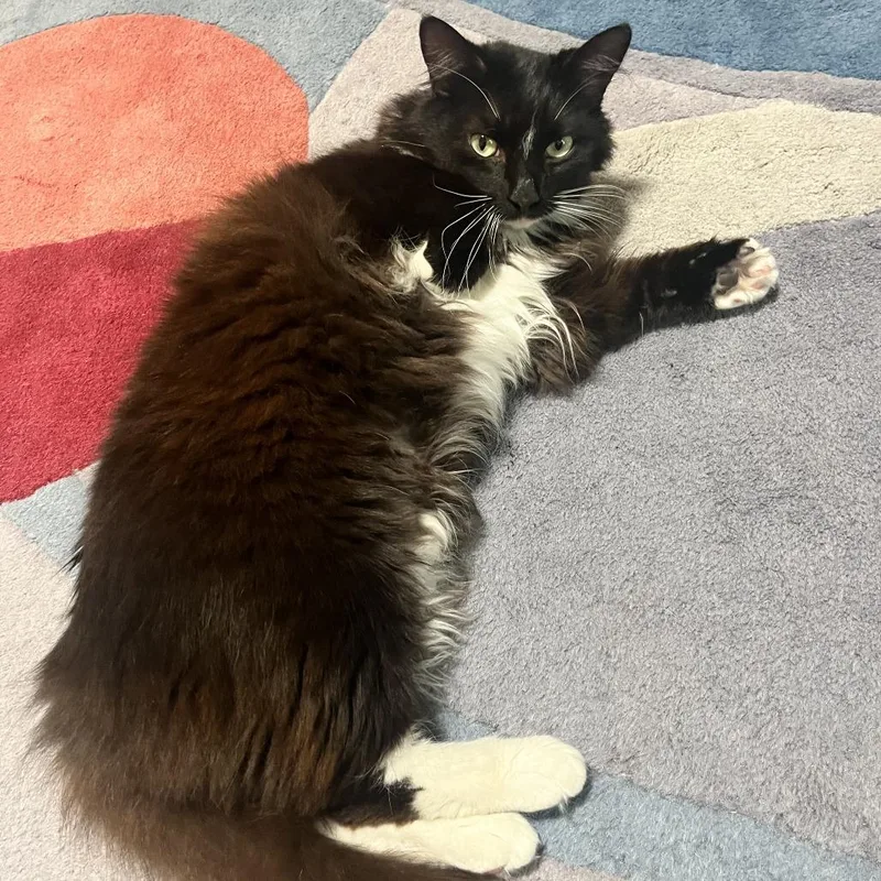 An adult medium-sized female Black Domestic Medium Hair cat named Misha for adoption in Gainesville, FL