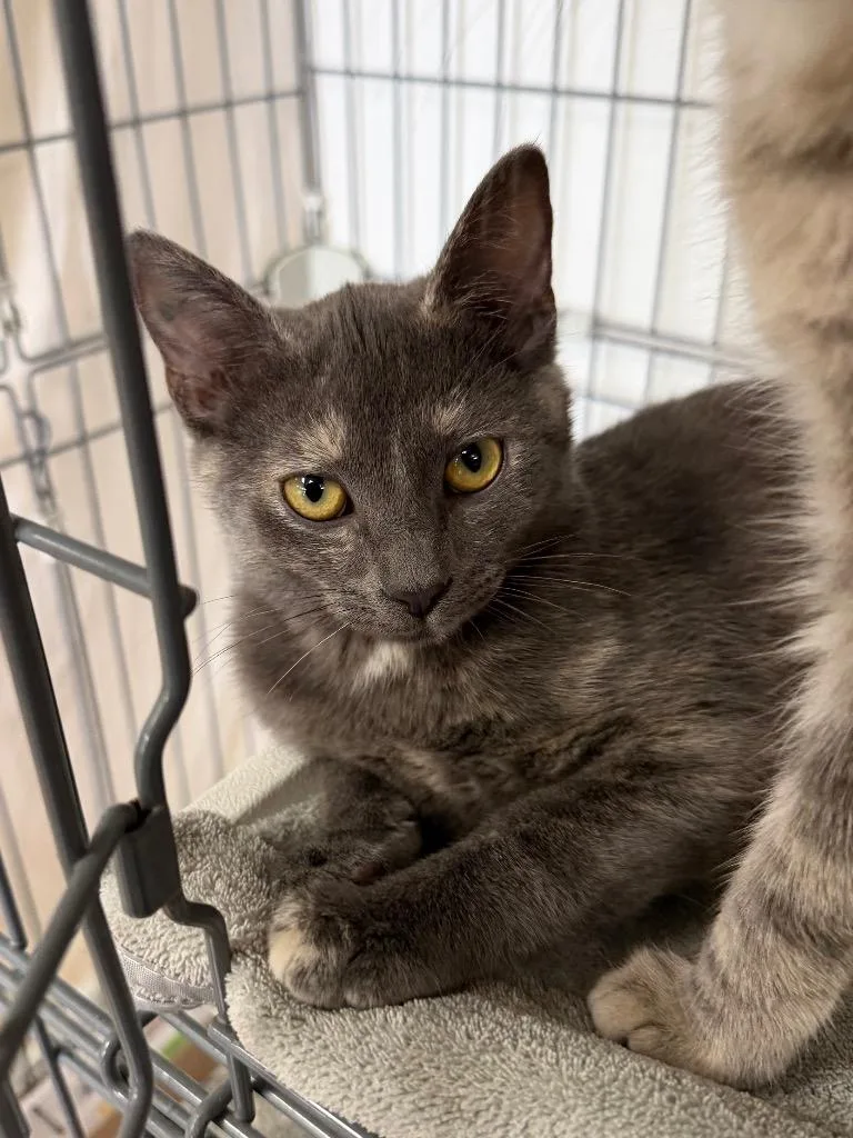 A baby medium-sized female Domestic Short Hair cat named Joann Fabric for adoption in Cincinnati, OH