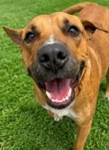 An adult medium-sized male Red / Chestnut / Orange Shepherd dog named Samson for adoption in Windcrest, TX