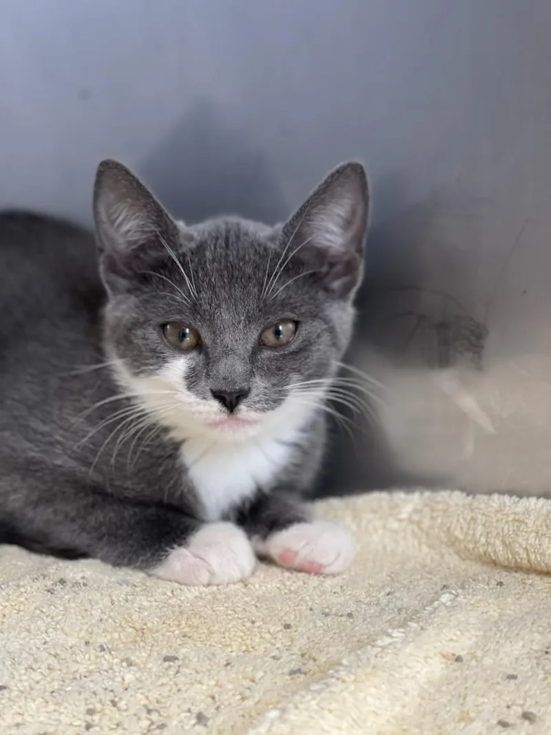 A baby medium-sized female Domestic Short Hair cat named Aggie & Dylan for adoption in Medfield, MA