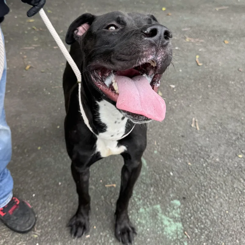 A young large-sized male Black Pit Bull Terrier dog named Ralph for adoption in Jersey City, NJ
