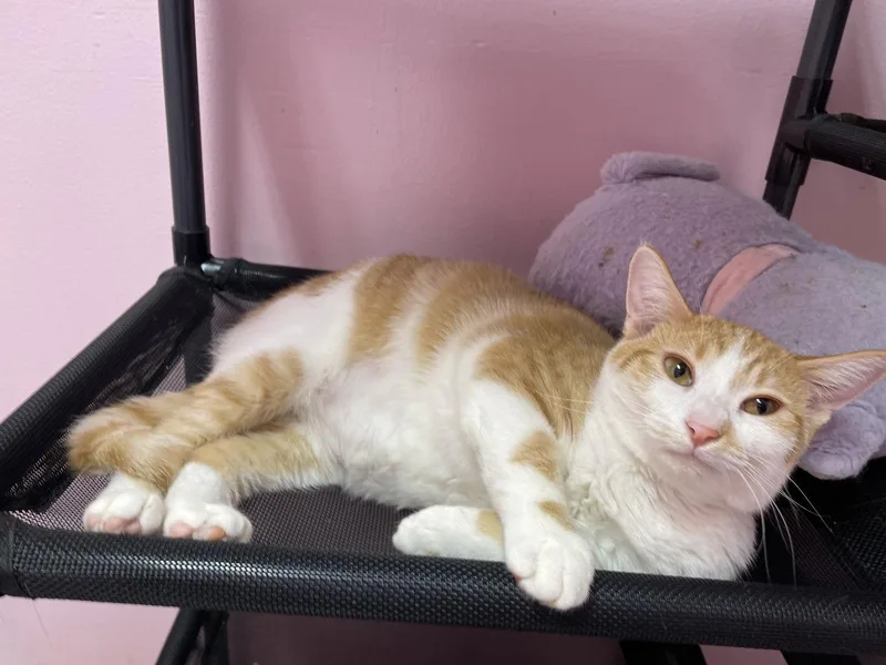 Macaroni thumbnail 3