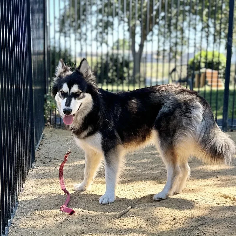 A young medium-sized female Sable Siberian Husky dog named Blossom ECAS for adoption in Pleasanton, CA