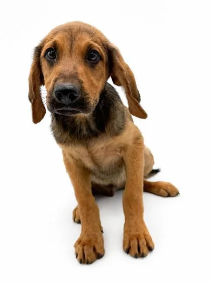 A young small-sized male Hound dog named Patrick for adoption in Bowling Green, KY