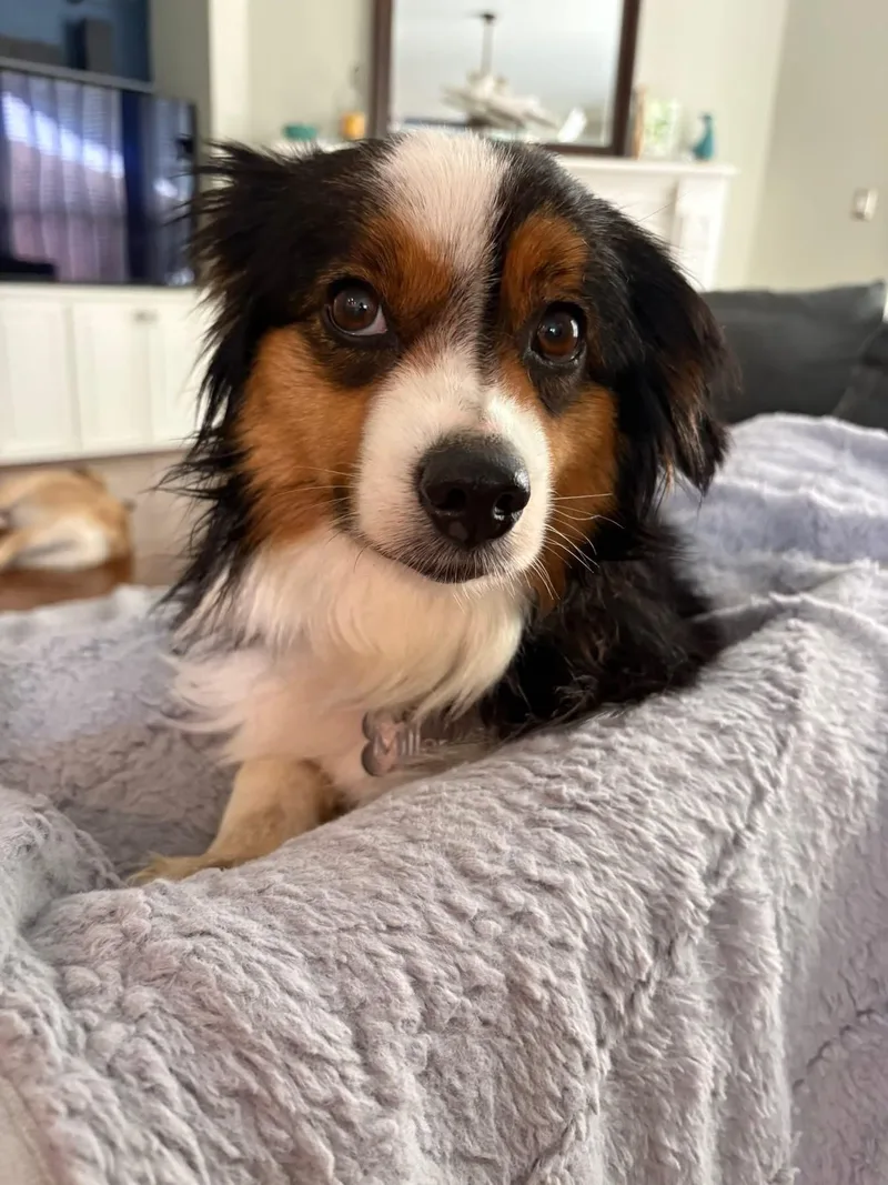 Bailey Jo thumbnail 2