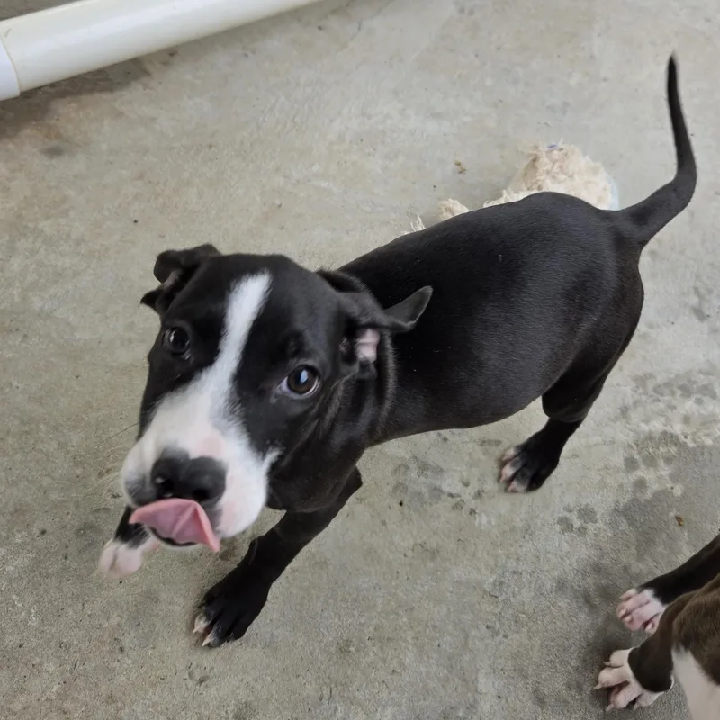 A baby medium-sized female Black Hound dog named Jelly Jet for adoption in Andover, MA