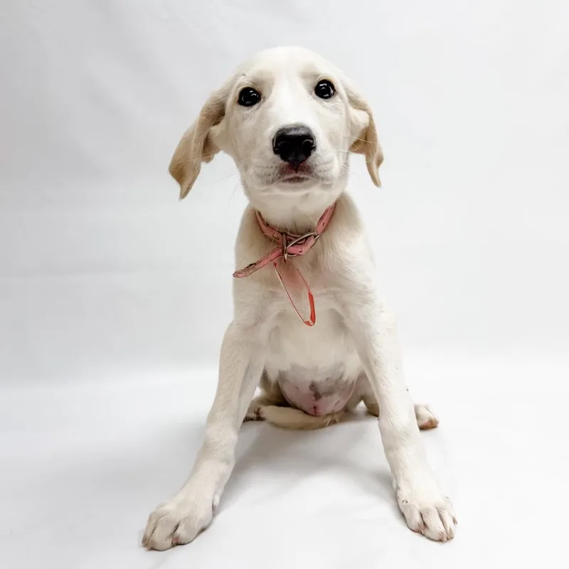 A baby small-sized female Great Pyrenees dog named Tansy for adoption in Parker, CO