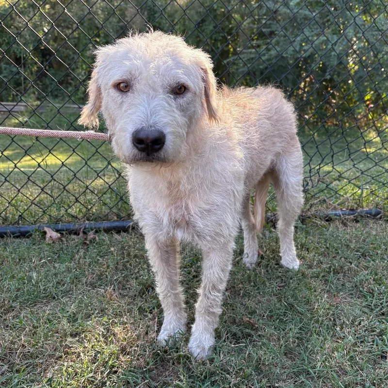 An adult medium-sized male Yellow / Tan / Blond / Fawn Terrier dog named Ollie for adoption in Cabot, AR