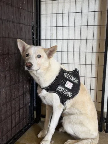 A young medium-sized male Siberian Husky dog named Cheerio for adoption in Riverside, CA