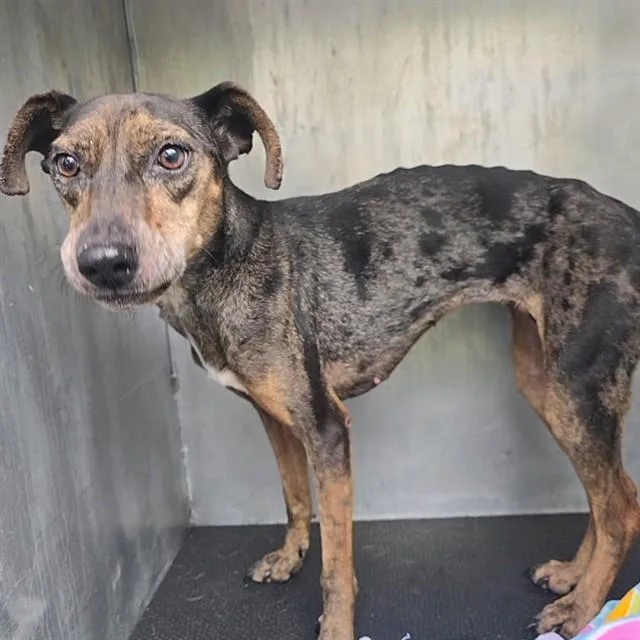 A young medium-sized female Catahoula Leopard Dog dog named Trudy for adoption in Conroe, TX