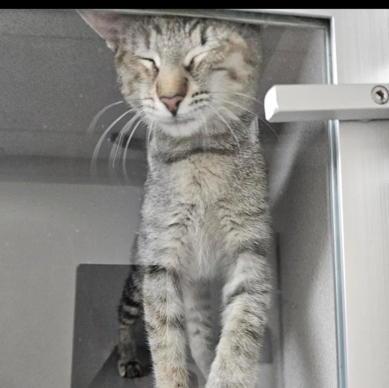 A baby medium-sized female Domestic Short Hair cat named Jubie for adoption in Shoreline, WA