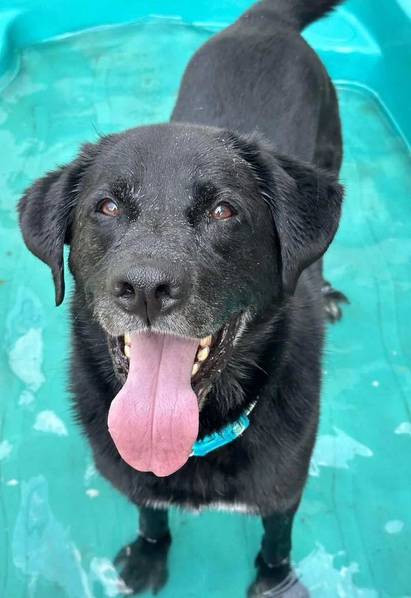 An adult extra large-sized male Labrador Retriever dog named ShadowHavard for adoption in Rockaway, NJ