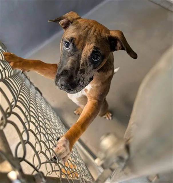 A young medium-sized female Pit Bull Terrier dog named Cookies for adoption in Tallahassee, FL