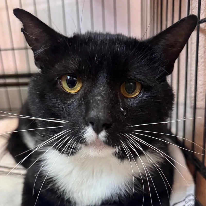 An adult large-sized male Black Domestic Short Hair cat named Ducky for adoption in Salisbury, MA