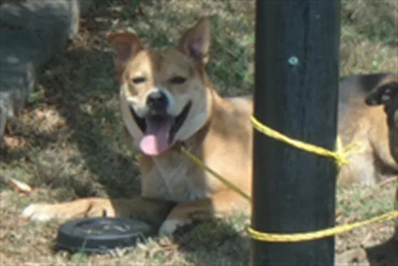 An adult medium-sized male German Shepherd Dog dog named Murf for adoption in Charlotte, NC