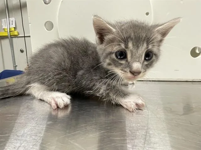 A baby small-sized male Domestic Medium Hair cat named A for adoption in Ontario, CA